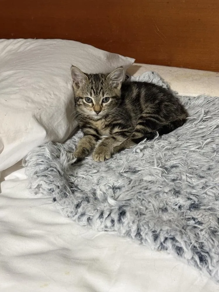 A baby small-sized female Gray / Blue / Silver Tabby cat named Lyceum for adoption in Powder Springs, GA