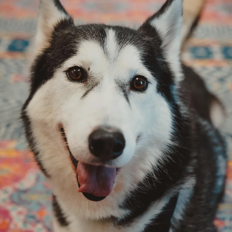 A senior medium-sized female Siberian Husky dog named Colleen for adoption in Krum, TX