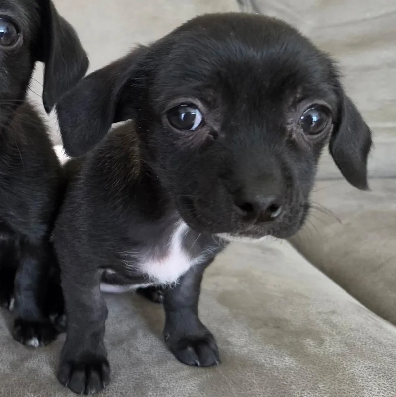 A baby small-sized female Black Dachshund dog named Cream for adoption in Carmel, NY