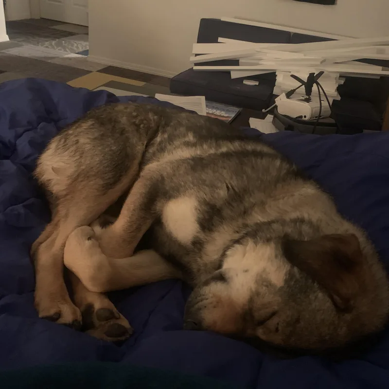 An adult large-sized male Tricolor (Brown, Black, & White) German Shepherd Dog dog named Prince for adoption in Chinle, AZ