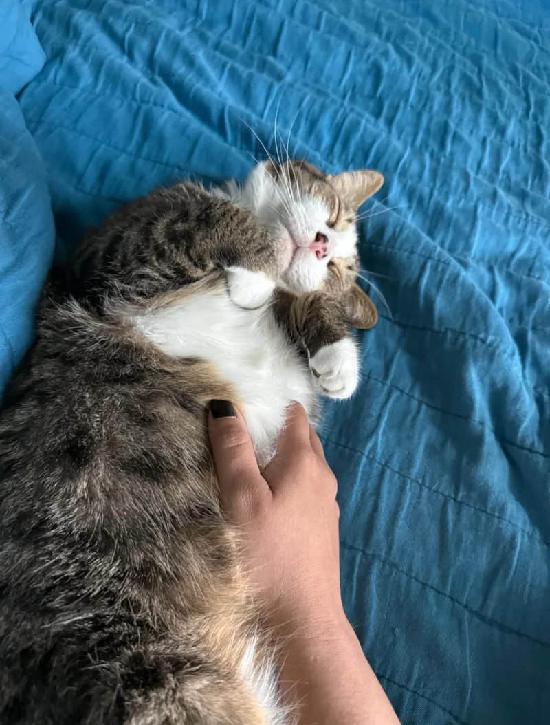 An adult large-sized male Tabby (Brown / Chocolate) Domestic Short Hair cat named Burger King for adoption in Pearland, TX