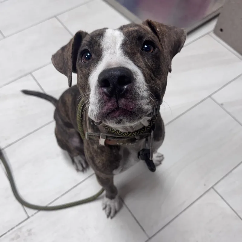 An adult medium-sized female Pit Bull Terrier dog named Jazz for adoption in Lufkin, TX