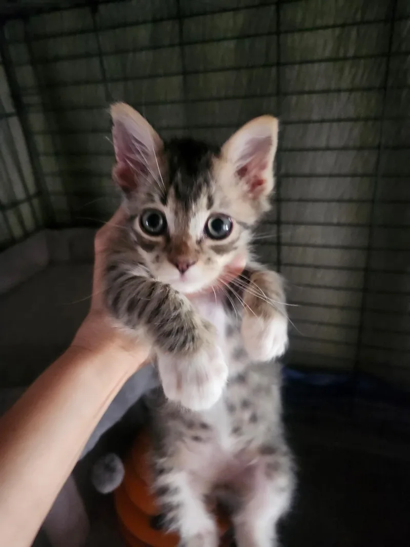 A baby small-sized male Brown / Chocolate Domestic Short Hair cat named Garnet for adoption in La Jolla, CA