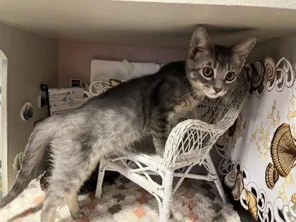A young small-sized male Domestic Short Hair cat named Bobby Jo for adoption in Beatrice, NE