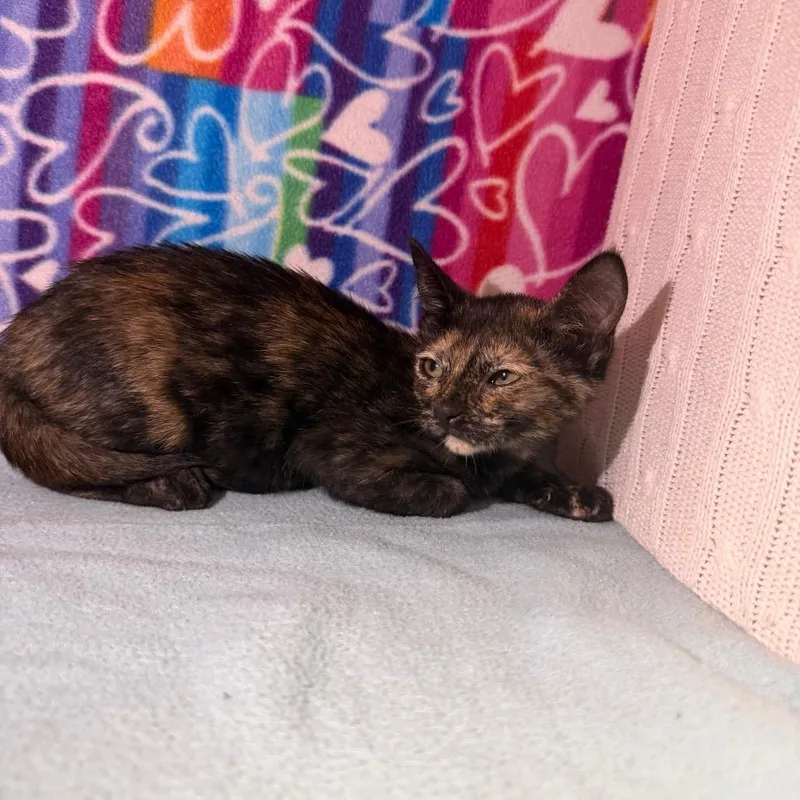 A baby small-sized female Domestic Short Hair cat named Melon for adoption in Naples, FL