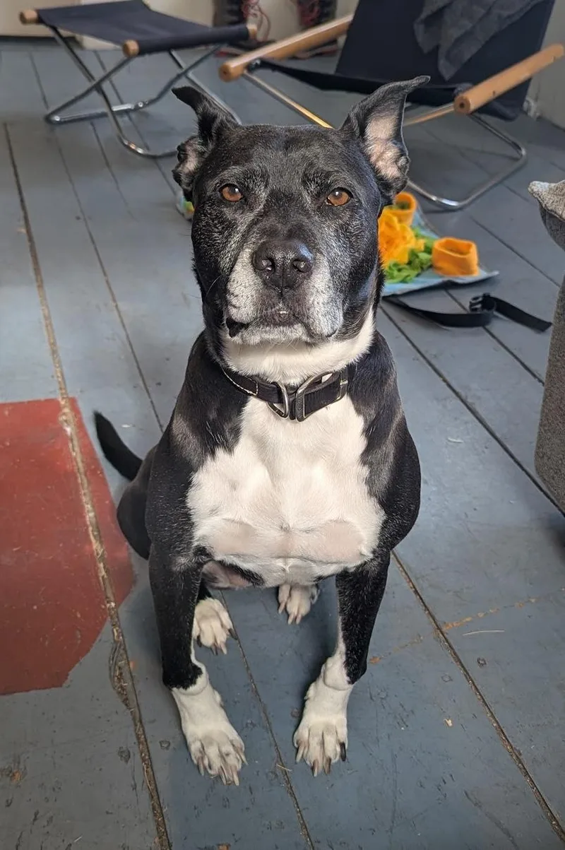 Dani