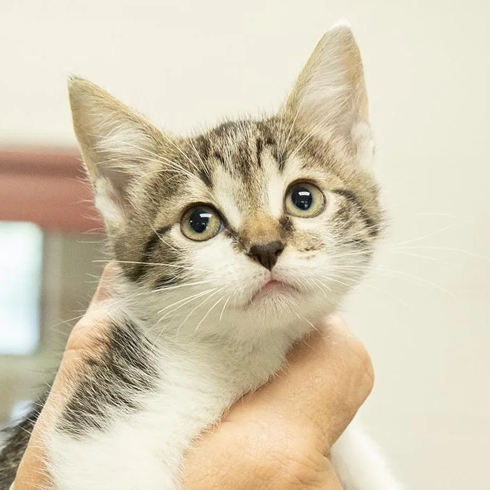 A baby medium-sized female Tabby (Gray / Blue / Silver) Domestic Short Hair cat named Berry for adoption in Slidell, LA