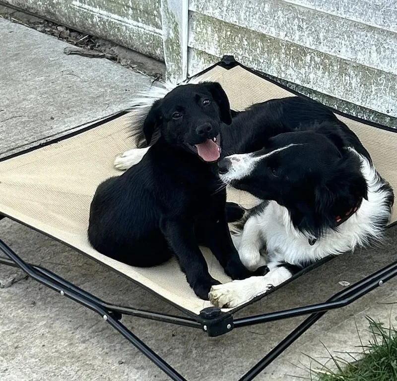 A baby large-sized male Black Labrador Retriever dog named Maui for adoption in Columbus, OH