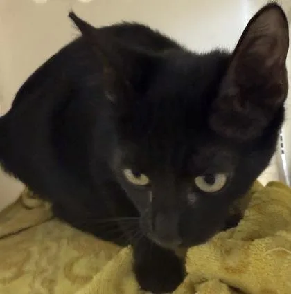 A baby small-sized female Domestic Short Hair cat named Ovale for adoption in Honolulu, HI