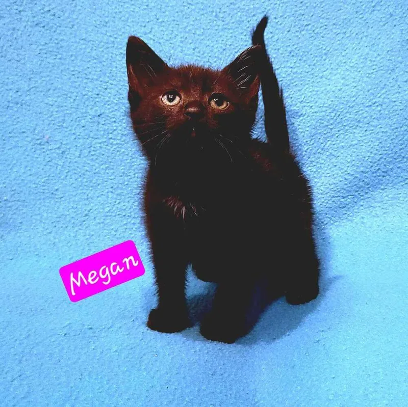 A baby small-sized female Black Domestic Short Hair cat named Sunshines Littles Megan for adoption in Jessup, MD