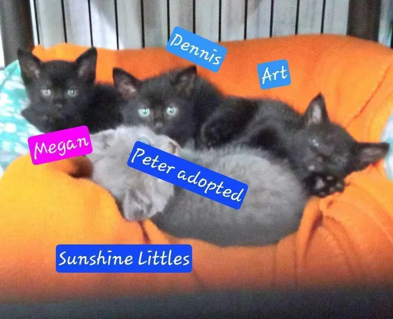 Sunshines Littles  Megan thumbnail 2