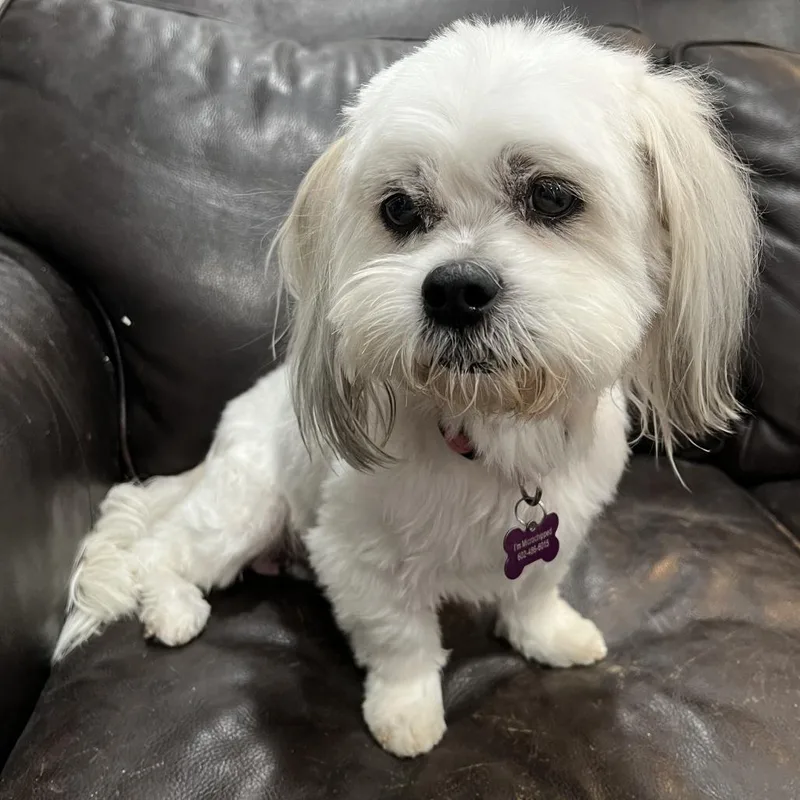 A senior small-sized male Maltese dog named Bruno for adoption in Phoenix, AZ