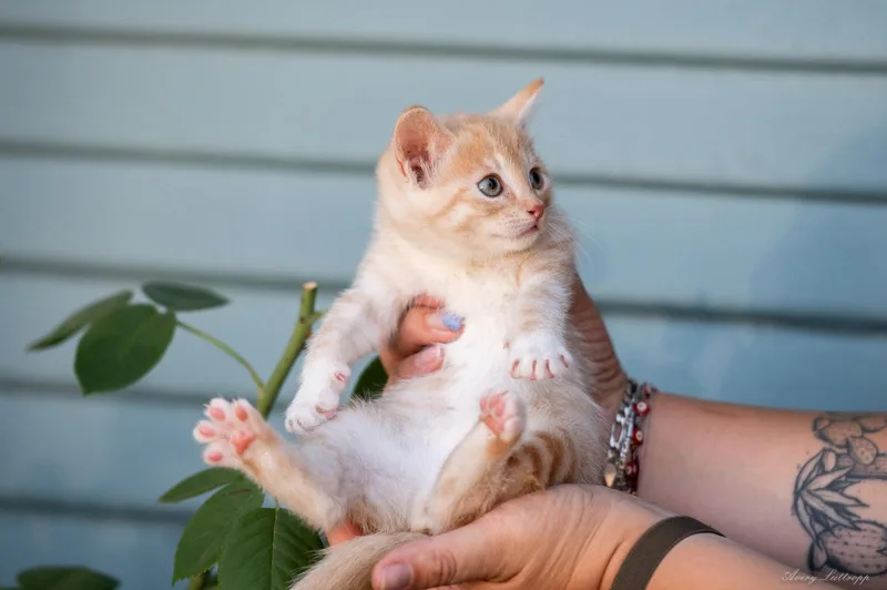 A baby small-sized male Orange & White Tabby cat named Sunshine for adoption in Walnut Creek, CA