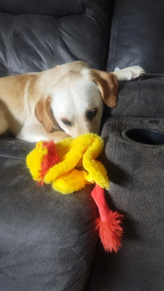 An adult large-sized female Yellow / Tan / Blond / Fawn Labrador Retriever dog named Allegra for adoption in Columbus, OH