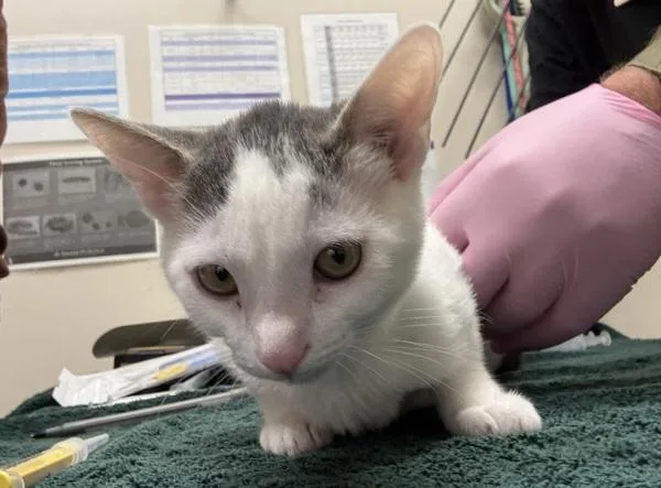 A baby small-sized female Domestic Short Hair cat named Fergie Ferg for adoption in El Cajon, CA