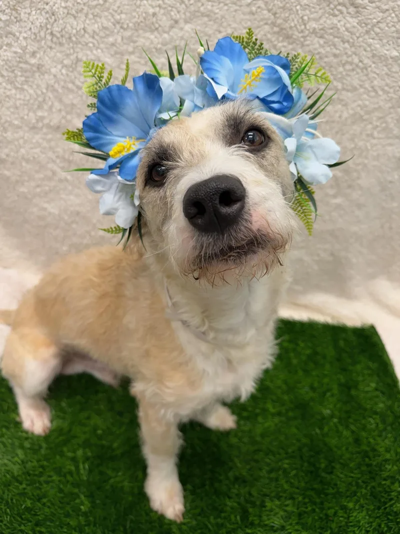 A young medium-sized male Terrier dog named Dante Tag for adoption in Central Islip, NY