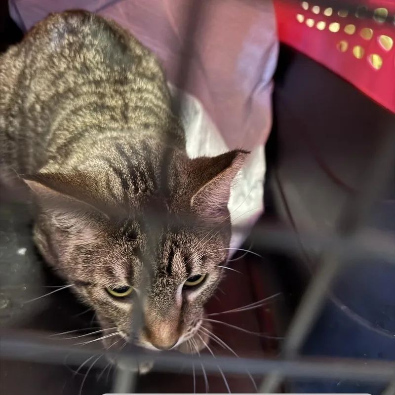 A young medium-sized female Brown / Chocolate Domestic Short Hair cat named Zen for adoption in Tulsa, OK