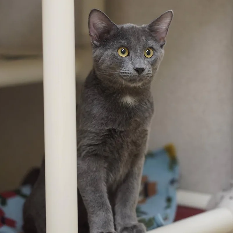 A baby medium-sized male Gray / Blue / Silver Domestic Short Hair cat named Shadow for adoption in Naperville, IL