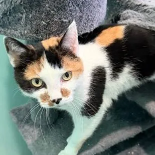 An adult medium-sized female Calico Domestic Short Hair cat named Peanut for adoption in Washington, DC