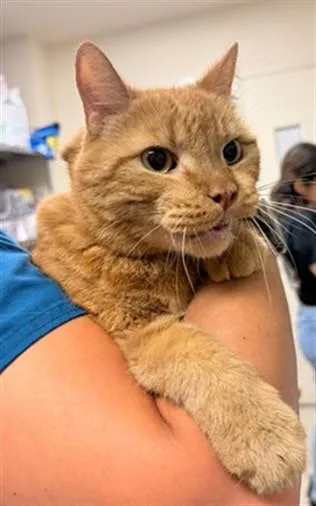 A senior small-sized male Domestic Short Hair cat named Thomas for adoption in Riverside, CA