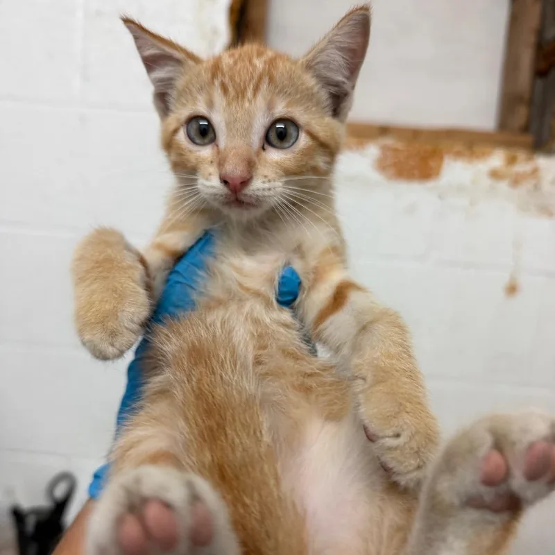 A baby small-sized male Domestic Short Hair cat named Greedo for adoption in Edinburg, TX