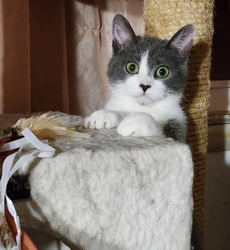 A young medium-sized male Gray & White Domestic Short Hair cat named Tikec for adoption in Greenville, DE