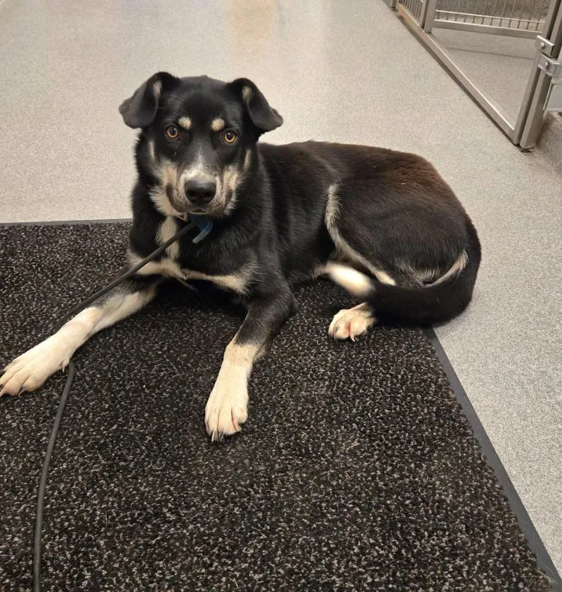A young medium-sized female Husky dog named Temperance Yrly for adoption in Sidney, OH