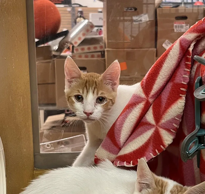 A young medium-sized male Orange & White Domestic Short Hair cat named Rusty for adoption in Scottsdale, AZ