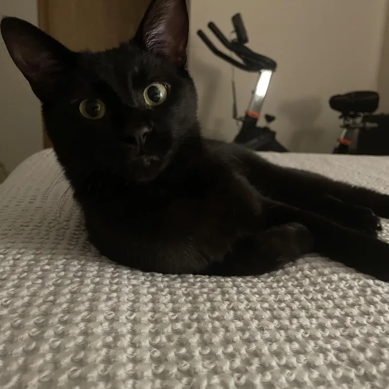 An adult medium-sized male Black Domestic Short Hair cat named Koji for adoption in Antioch, IL