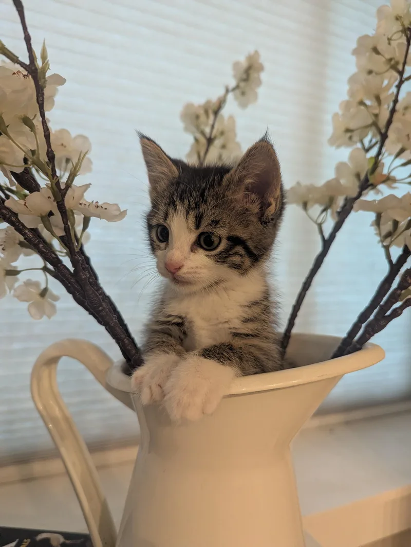 A baby small-sized male Tabby (Brown / Chocolate) Domestic Short Hair cat named Now for adoption in Fruit Heights, UT