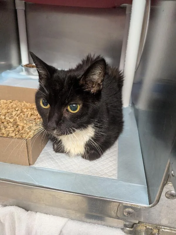 An adult medium-sized female Black & White / Tuxedo Domestic Short Hair cat named Ahoy for adoption in Cincinnati, OH