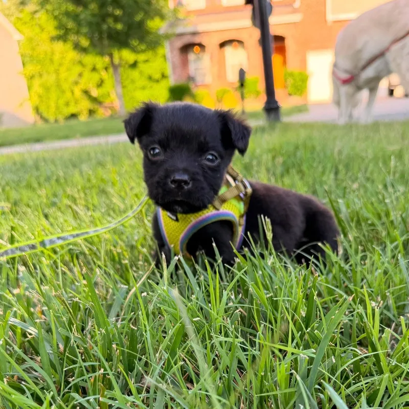 A baby medium-sized male Black Labrador Retriever dog named Mj for adoption in Waxhaw, NC