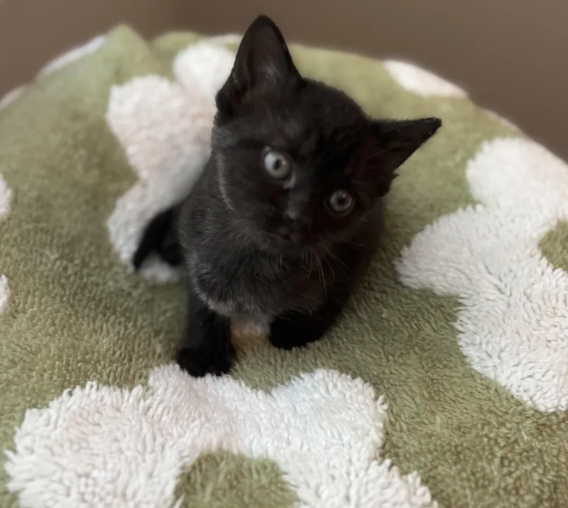 A baby medium-sized female Domestic Short Hair cat named Mel for adoption in Macomb, MI