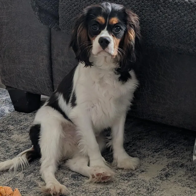 A young small-sized male Cavalier King Charles Spaniel dog named Oliver for adoption in Cincinnati, OH