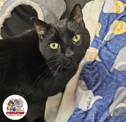 An adult small-sized male Domestic Short Hair cat named Thumper for adoption in Phoenix, AZ