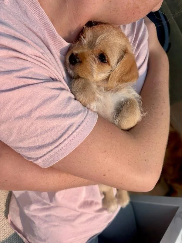 Frankie