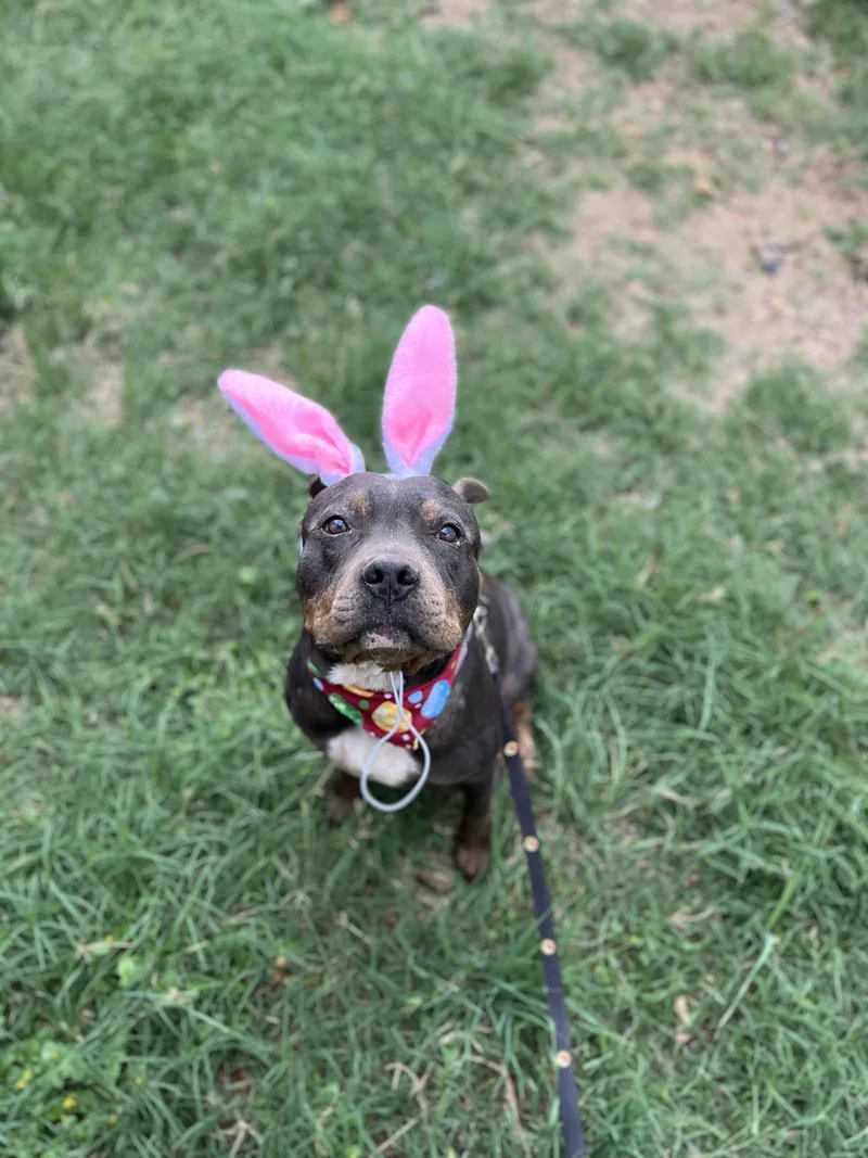 A young medium-sized male Black American Staffordshire Terrier dog named Blaze for adoption in Mico, TX