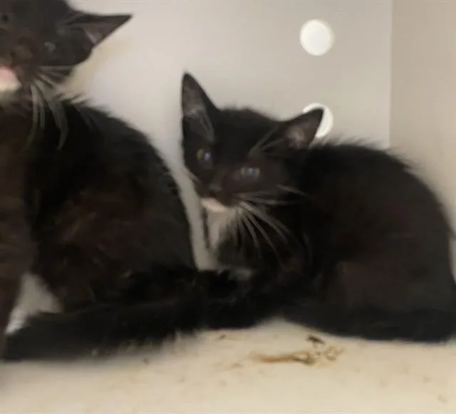 A baby small-sized female Domestic Short Hair cat named Betty for adoption in Ontario, CA