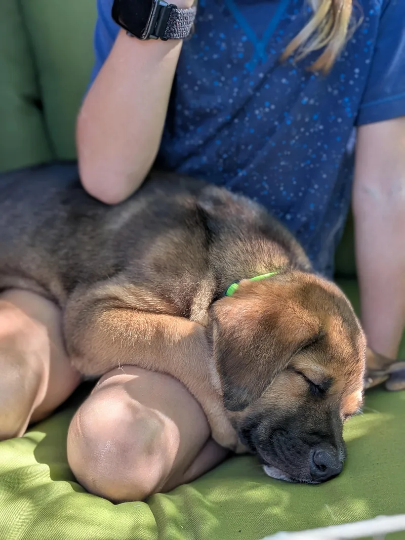 A baby medium-sized male Shepherd dog named Peter for adoption in Fort Collins, CO