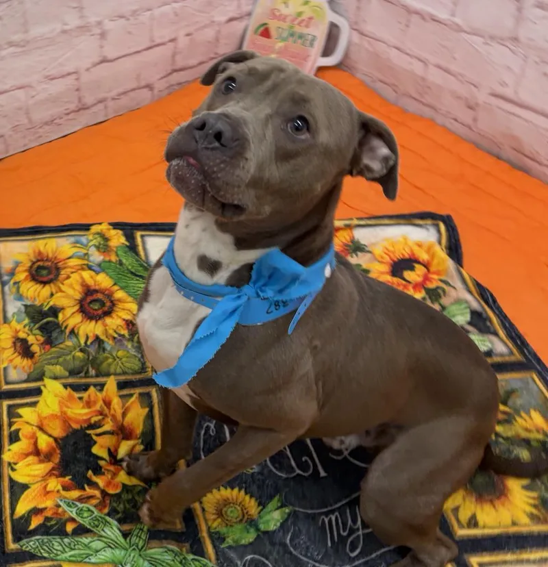 A young medium-sized male Mixed Breed dog named Domino for adoption in Detroit, MI