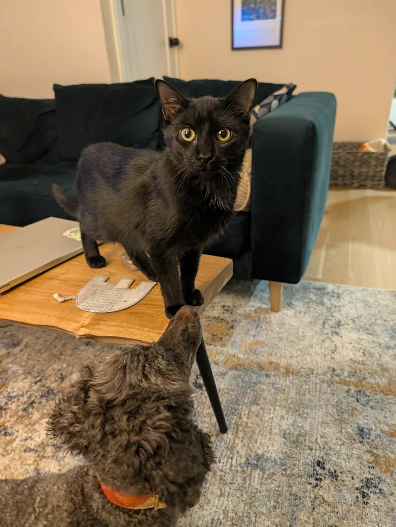 A baby medium-sized male Domestic Short Hair cat named Zazu for adoption in Melrose, MA