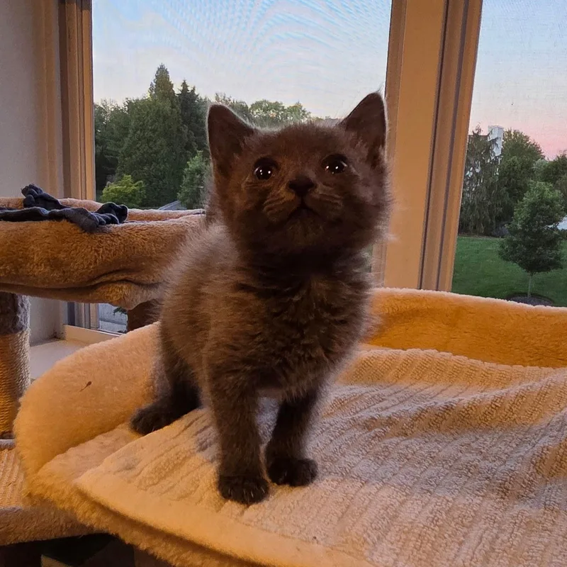 A baby medium-sized female Gray / Blue / Silver Domestic Short Hair cat named Tinker for adoption in Moriches, NY