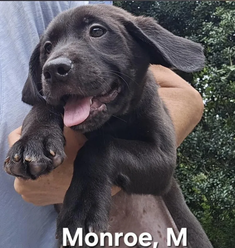 A baby medium-sized male Black Labrador Retriever dog named Monroe for adoption in Parma, OH