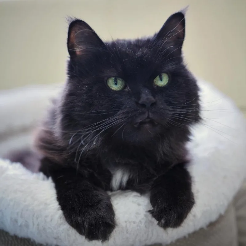 A senior medium-sized female Black Domestic Short Hair cat named Xola for adoption in Philadelphia, PA