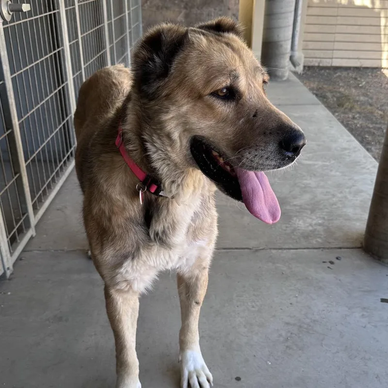 An adult large-sized female White / Cream Anatolian Shepherd dog named Scarlett A for adoption in Mission Hills, CA