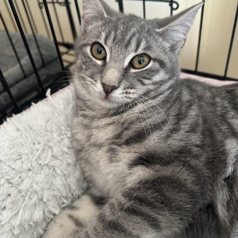 Pistachio thumbnail 2