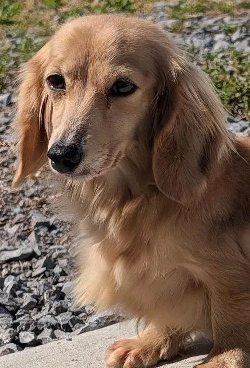 An adult small-sized female White / Cream Dachshund (Long Haired) dog named Eve In Sc for adoption in Shelbyville, TN