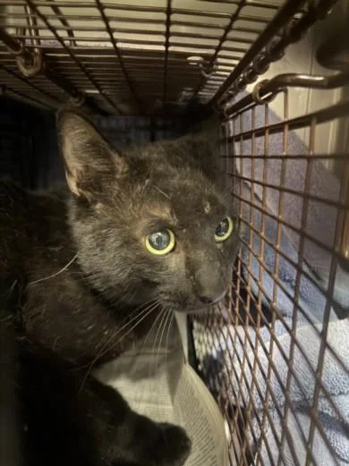 A young medium-sized male Domestic Short Hair cat named Terry for adoption in Chatsworth, CA