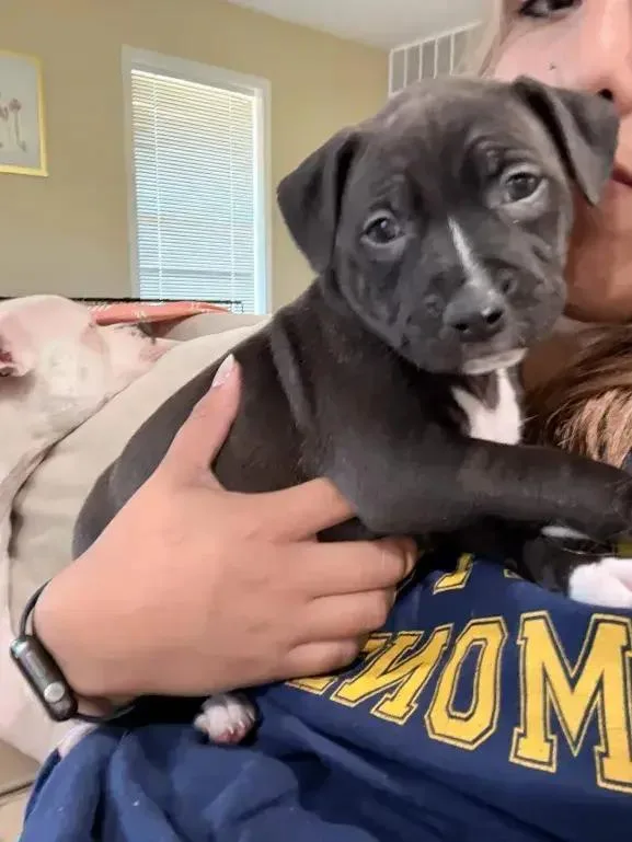 A baby small-sized female Tricolor (Brown, Black, & White) Mixed Breed dog named Heli for adoption in Grand Rapids, MI