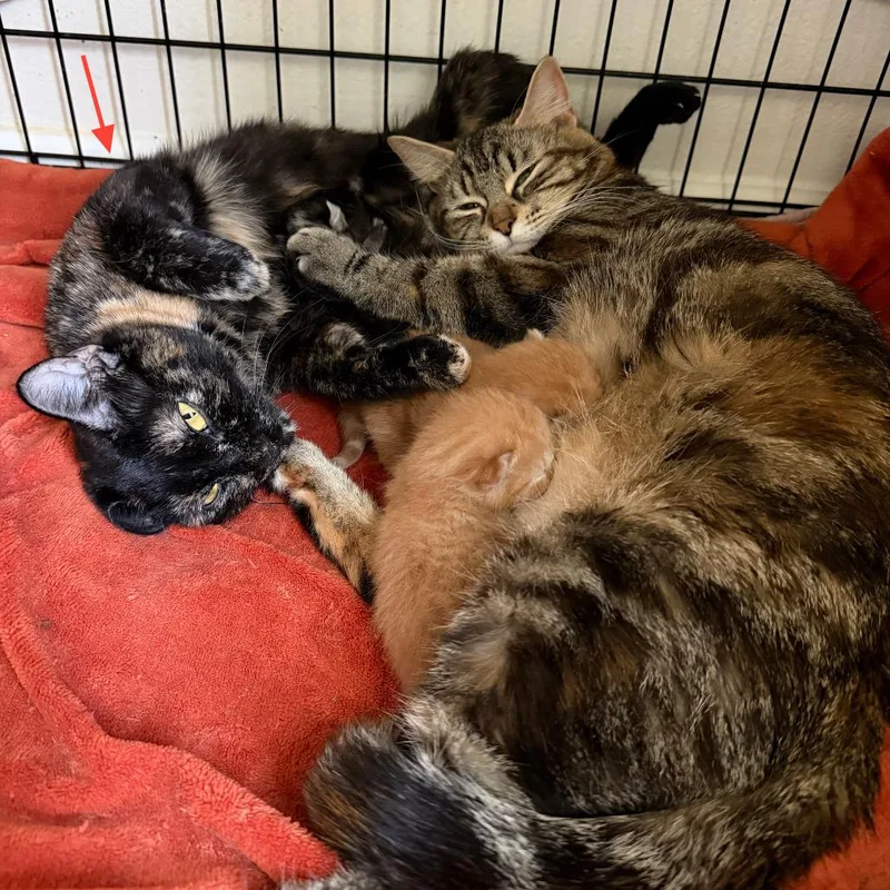 A young medium-sized female Tortoiseshell Domestic Short Hair cat named Knit Bonded to for adoption in Middleton, WI